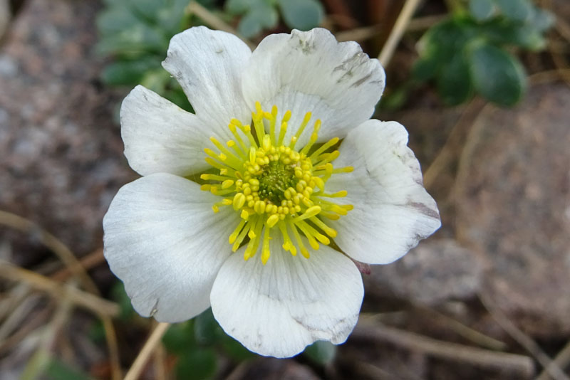 probabile: Ranunculus glacialis -Ranunculaceae